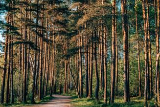 Forest