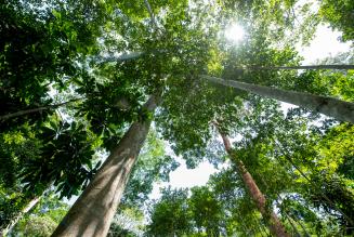 Forests