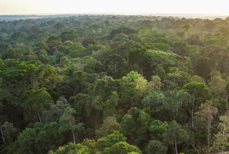 Las tropikalny w Kongo