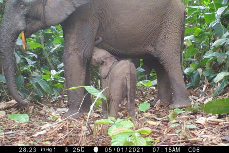 Elephants in camera trap - Nature study