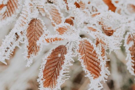 Winter forest