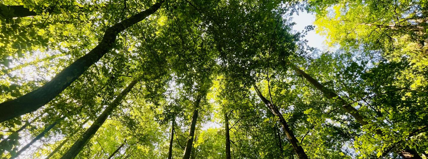 Puszcza Białowieska