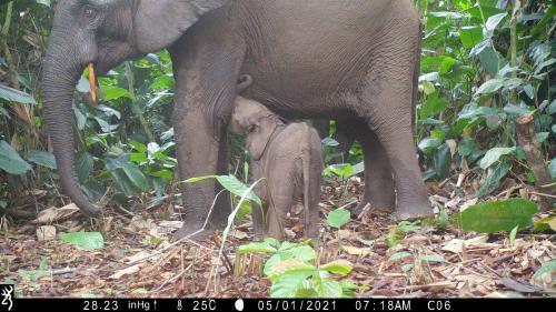 Elephants in camera trap - Nature study