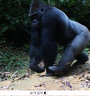 Gorilla in camera trap - Nature study