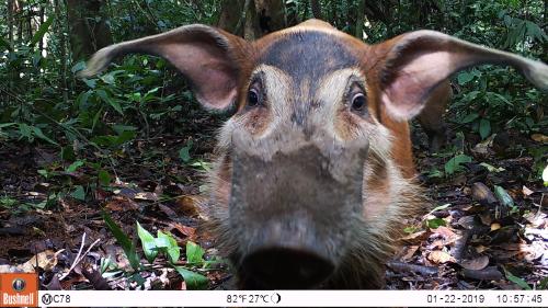 Wild hog in camera trap - Nature study