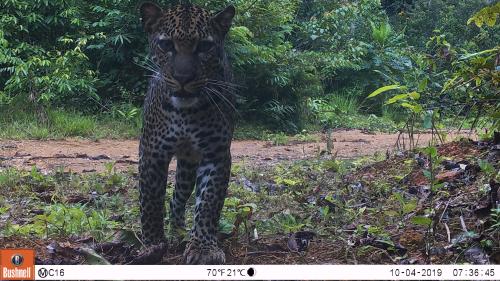 Camera trap - Nature study