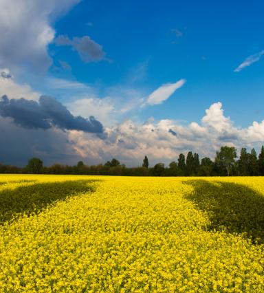 Ukraine