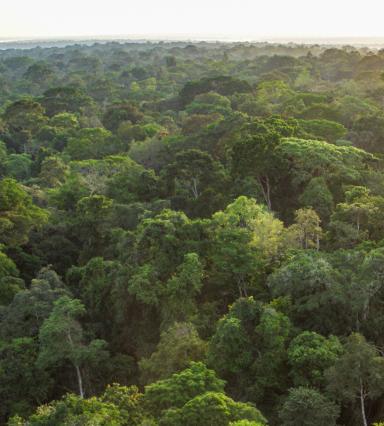 Las tropikalny w Kongo