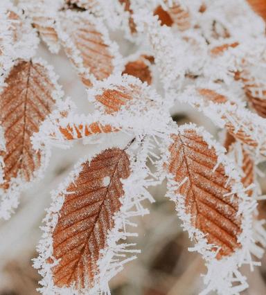 Winter forest