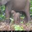 Elephants in camera trap - Nature study